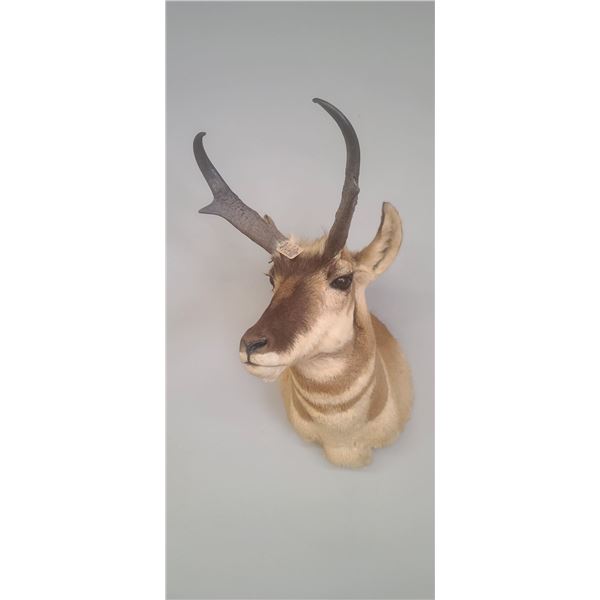 PRONG HORN ANTELOPE MOUNT COMES WITH RESELL DOCUMENTS - ISSUED BY THE ALBERTA GOVERNMENT - GREAT SHA
