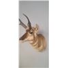 Image 3 : PRONG HORN ANTELOPE MOUNT COMES WITH RESELL DOCUMENTS - ISSUED BY THE ALBERTA GOVERNMENT - GREAT SHA