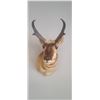 Image 4 : PRONG HORN ANTELOPE MOUNT COMES WITH RESELL DOCUMENTS - ISSUED BY THE ALBERTA GOVERNMENT - GREAT SHA