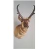 Image 5 : PRONG HORN ANTELOPE MOUNT COMES WITH RESELL DOCUMENTS - ISSUED BY THE ALBERTA GOVERNMENT - GREAT SHA
