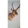 Image 6 : PRONG HORN ANTELOPE MOUNT COMES WITH RESELL DOCUMENTS - ISSUED BY THE ALBERTA GOVERNMENT - GREAT SHA