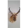 Image 7 : PRONG HORN ANTELOPE MOUNT COMES WITH RESELL DOCUMENTS - ISSUED BY THE ALBERTA GOVERNMENT - GREAT SHA