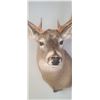 Image 11 : MOUNTED 5 X 5 WHITE TAIL BUCK MOUNTED IN EXCELLENT CONDITION - ISSUED BY THE ALBERTA GOVERNMENT