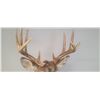 Image 12 : MOUNTED 5 X 5 WHITE TAIL BUCK MOUNTED IN EXCELLENT CONDITION - ISSUED BY THE ALBERTA GOVERNMENT