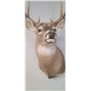 Image 13 : MOUNTED 5 X 5 WHITE TAIL BUCK MOUNTED IN EXCELLENT CONDITION - ISSUED BY THE ALBERTA GOVERNMENT