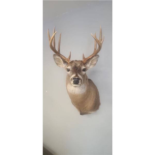 MOUNTED 5 X 5 WHITE TAIL BUCK MOUNTED IN EXCELLENT CONDITION - ISSUED BY THE ALBERTA GOVERNMENT