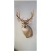 Image 1 : MOUNTED 5 X 5 WHITE TAIL BUCK MOUNTED IN EXCELLENT CONDITION - ISSUED BY THE ALBERTA GOVERNMENT