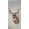 Image 2 : MOUNTED 5 X 5 WHITE TAIL BUCK MOUNTED IN EXCELLENT CONDITION - ISSUED BY THE ALBERTA GOVERNMENT