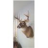 Image 3 : MOUNTED 5 X 5 WHITE TAIL BUCK MOUNTED IN EXCELLENT CONDITION - ISSUED BY THE ALBERTA GOVERNMENT