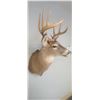 Image 4 : MOUNTED 5 X 5 WHITE TAIL BUCK MOUNTED IN EXCELLENT CONDITION - ISSUED BY THE ALBERTA GOVERNMENT