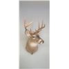 Image 5 : MOUNTED 5 X 5 WHITE TAIL BUCK MOUNTED IN EXCELLENT CONDITION - ISSUED BY THE ALBERTA GOVERNMENT