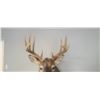 Image 6 : MOUNTED 5 X 5 WHITE TAIL BUCK MOUNTED IN EXCELLENT CONDITION - ISSUED BY THE ALBERTA GOVERNMENT