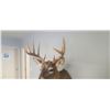 Image 7 : MOUNTED 5 X 5 WHITE TAIL BUCK MOUNTED IN EXCELLENT CONDITION - ISSUED BY THE ALBERTA GOVERNMENT
