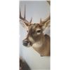 Image 8 : MOUNTED 5 X 5 WHITE TAIL BUCK MOUNTED IN EXCELLENT CONDITION - ISSUED BY THE ALBERTA GOVERNMENT