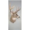 Image 9 : MOUNTED 5 X 5 WHITE TAIL BUCK MOUNTED IN EXCELLENT CONDITION - ISSUED BY THE ALBERTA GOVERNMENT