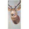 Image 11 : LARGE MOUNTED 6 X 6 MULE DEER HEAD EXCELLENT CONDITION - ISSUED BY THE ALBERTA GOVERNMENT - GREAT SH