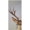 Image 12 : LARGE MOUNTED 6 X 6 MULE DEER HEAD EXCELLENT CONDITION - ISSUED BY THE ALBERTA GOVERNMENT - GREAT SH