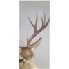 Image 13 : LARGE MOUNTED 6 X 6 MULE DEER HEAD EXCELLENT CONDITION - ISSUED BY THE ALBERTA GOVERNMENT - GREAT SH