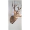 Image 14 : LARGE MOUNTED 6 X 6 MULE DEER HEAD EXCELLENT CONDITION - ISSUED BY THE ALBERTA GOVERNMENT - GREAT SH