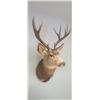 Image 16 : LARGE MOUNTED 6 X 6 MULE DEER HEAD EXCELLENT CONDITION - ISSUED BY THE ALBERTA GOVERNMENT - GREAT SH