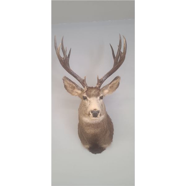 LARGE MOUNTED 6 X 6 MULE DEER HEAD EXCELLENT CONDITION - ISSUED BY THE ALBERTA GOVERNMENT - GREAT SH