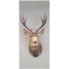 Image 1 : LARGE MOUNTED 6 X 6 MULE DEER HEAD EXCELLENT CONDITION - ISSUED BY THE ALBERTA GOVERNMENT - GREAT SH