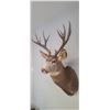 Image 2 : LARGE MOUNTED 6 X 6 MULE DEER HEAD EXCELLENT CONDITION - ISSUED BY THE ALBERTA GOVERNMENT - GREAT SH