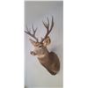 Image 3 : LARGE MOUNTED 6 X 6 MULE DEER HEAD EXCELLENT CONDITION - ISSUED BY THE ALBERTA GOVERNMENT - GREAT SH
