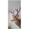 Image 4 : LARGE MOUNTED 6 X 6 MULE DEER HEAD EXCELLENT CONDITION - ISSUED BY THE ALBERTA GOVERNMENT - GREAT SH