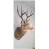 Image 5 : LARGE MOUNTED 6 X 6 MULE DEER HEAD EXCELLENT CONDITION - ISSUED BY THE ALBERTA GOVERNMENT - GREAT SH