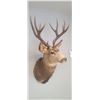 Image 6 : LARGE MOUNTED 6 X 6 MULE DEER HEAD EXCELLENT CONDITION - ISSUED BY THE ALBERTA GOVERNMENT - GREAT SH