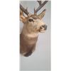 Image 7 : LARGE MOUNTED 6 X 6 MULE DEER HEAD EXCELLENT CONDITION - ISSUED BY THE ALBERTA GOVERNMENT - GREAT SH