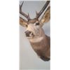 Image 8 : LARGE MOUNTED 6 X 6 MULE DEER HEAD EXCELLENT CONDITION - ISSUED BY THE ALBERTA GOVERNMENT - GREAT SH