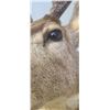 Image 9 : LARGE MOUNTED 6 X 6 MULE DEER HEAD EXCELLENT CONDITION - ISSUED BY THE ALBERTA GOVERNMENT - GREAT SH
