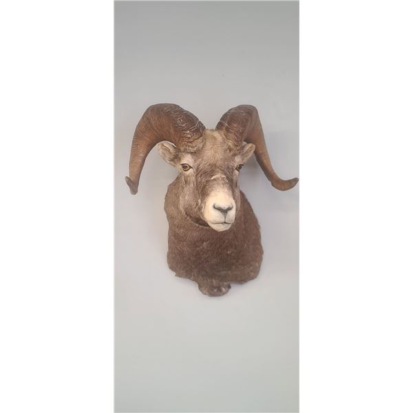 ROCKY MOUNTAIN BIG HORN SHEEP MOUNT  - ISSUED BY THE ALBERTA GOVERNMENT - GREAT SHAPE - ROUGH SCORE
