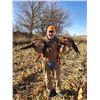 Image 2 : 2-Day Wild Iowa Pheasant Hunt for 2