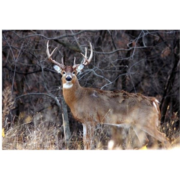 West Texas Hunt On Private Ranch