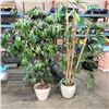 Image 1 : 2 LARGE POTTED FAKE TREES