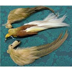 Lot Of 3 Exotic Bird Feathers For Millinery