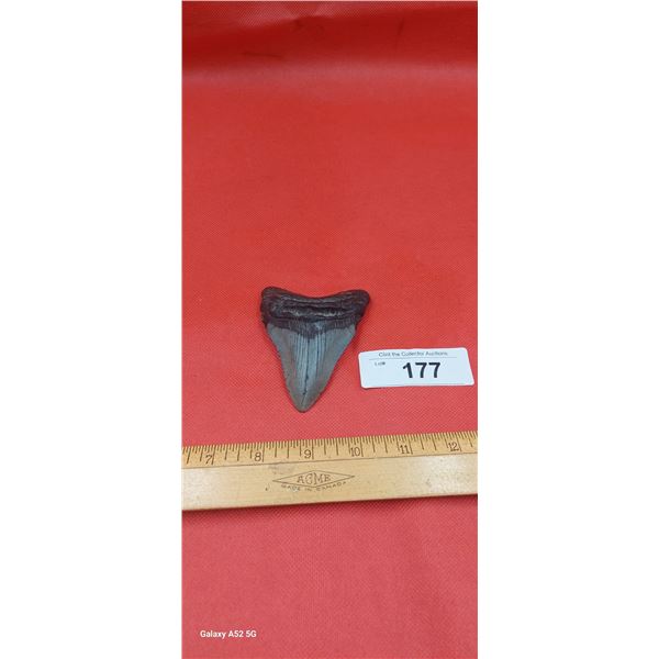 Genuine Megaladon tooth, 4"