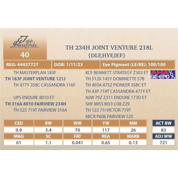 TH 234H JOINT VENTURE 218L