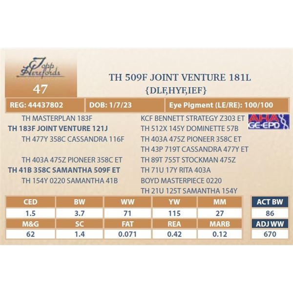 TH 509F JOINT VENTURE 181L