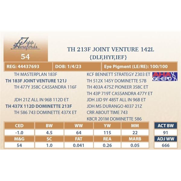 TH 213F JOINT VENTURE 142L