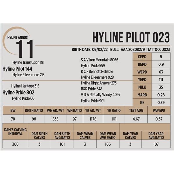 Hyline Pilot 023