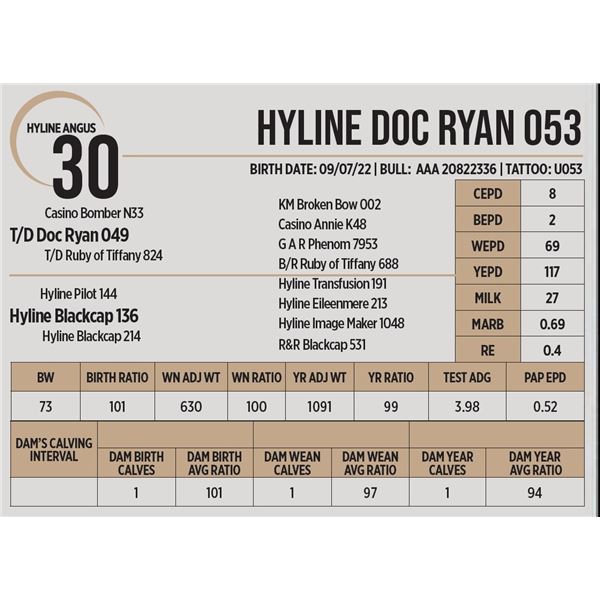 Hyline Doc Ryan 053