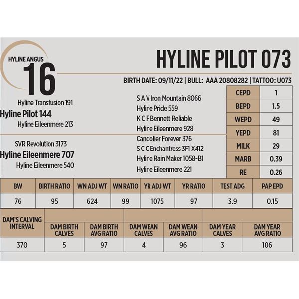 Hyline Pilot 073