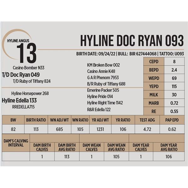 Hyline Doc Ryan 093