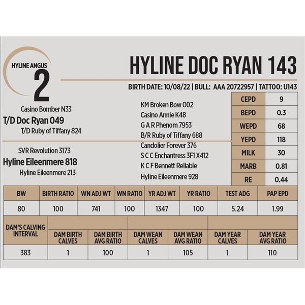 Hyline Doc Ryan 143