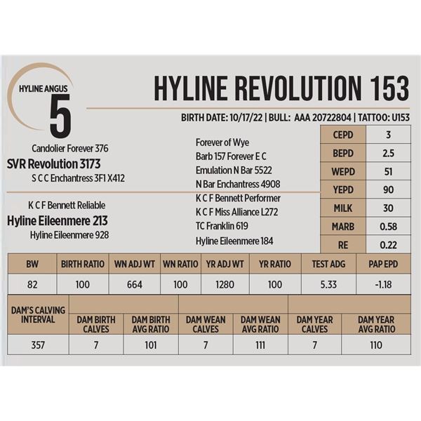 Hyline Revolution 153