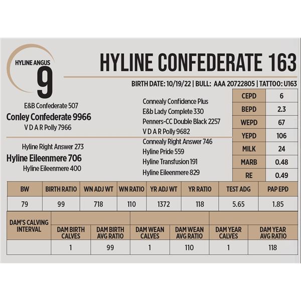 Hyline Confederate 163